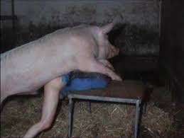 Man fucked pig porn gifs pornhub jpg x Pig fucks