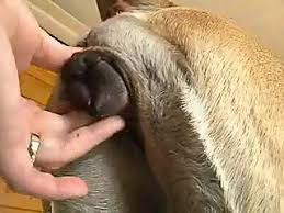 Animal sex beastiality porn jpg x And dog