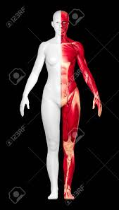 解剖 裸 女| 】立ちポーズ 裸体＆骨格と器官 ハーフ人体模型 17.8 cm | GCC 3D