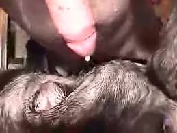 Man fucks female dog gaybeast man and animal porn jpg x Man fuck female dog