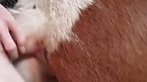 Man fucks cow jpg x Man fucks cow