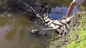 Alligator fuck house porn videos jpg x Alligator fuckhouse