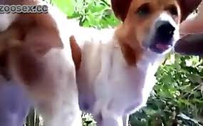 Dog fucking tailed male in gay zoophilia zoofilia porn jpg x Guys fucking dogs