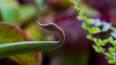 El extraño mundo de las plantas carnívoras ile ilgili video