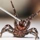 Peptide in funnel-web spider venom slows death of neurons in rats after stroke, study shows 