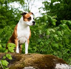 siberian mouse tanya nude|SJH AR LIST 07-08 - San Juan County