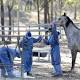 Three Queensland vets face prosecution over how they managed Hendra cases 