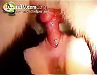 Animal sex porn tube the best bestiality zoo sex video content on the net jpg x Women fuck animals