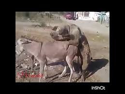 Persian bestiality miniature jpg x Sex with donkey