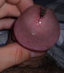 Cocks out of flys jpg x Cocks out of flys