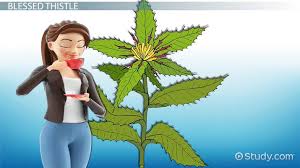 Buy high potency milk thistle capsules jpg x Milk thistle benefits