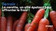 Les secrets cachés de la carotte ile ilgili video