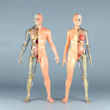 解剖 裸 女|美しい裸の女性、美しさ、ボディ、女性、葉、皮膚、解剖学、胸、お尻、胃、優雅なエレガントです、の写真素材・画像素材 Image 3680415