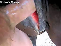 Man fuck a gay horse gaybeast zoophilia porn and man madnessporn extrem sex jpg x Man fuck horse