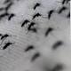 What you need to know about Zika 