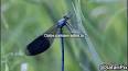 El Fascinante Mundo de los Insectos Voladores ile ilgili video