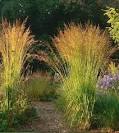 Image result for molinia