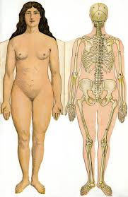 解剖 裸 女|女性の裸体ボディ白本 3 D イラスト解剖学影なしの写真素材・画像素材 Image 84266830