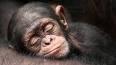 Les curieuses habitudes de sommeil des différents animaux ile ilgili video