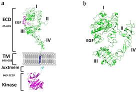 go ah ra fake nude|Glioblastoma Therapy: Past, Present and Future
