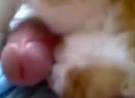 Fucked up dude forces his cat to lick his cock jpg x Guy fucks cat