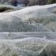 Spiders cover flooded Tasmanian trees in blankets of their sheer silk 