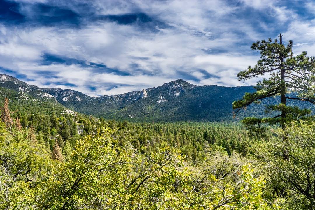Idyllwild-Pine Cove by null