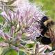 Rusty patched bumble bee recommended for endangered list - Twin Falls Times