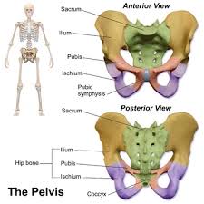 pubis spread|Solved 5 6 Orifice of paraurethral (Skene\u0027s) gland 3 | Chegg.com