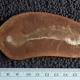 Prehistoric puzzle no more: Illinois fossil a vertebrate 