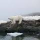 Melting sea ice forcing polar bears to make longer, more perilous swims 