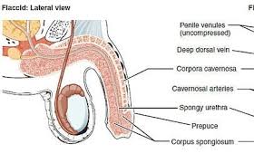 Porn and ed androone sexologist jpg x With his erectile dysfunction