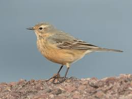 siberian mouses blowjob|Mishka mooska Mickey Mouse! Mishka is our oldest female tiger at 16 yrs  old. Come on down to see her this weekend. • • • • • • • •  #foreverwildexoticanimalsanctuary #foreverwildexotics #