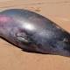 Whale an 'evolutionary throwback' 