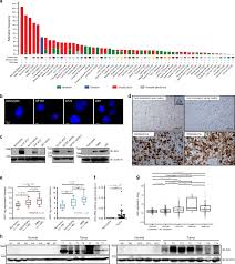 lsm nudes 020|ER-resident oxidoreductases are glycosylated and trafficked to the cell  surface to promote matrix degradation by tumour cells | Nature Cell Biology