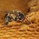 Common pesticide appears to reduce live bee sperm 