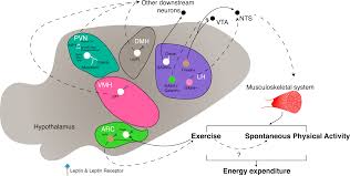 sohee fake nude|Amazon.co.jp: ナタリー~絡みつく愛の記憶~ [DVD] : イ・ソンジェ, キム・ジフン, パク・ヒョンジン, チュ・ギョンジュ: DVD