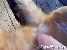 Guy fucks cat porn jpg x Guy fucks cat
