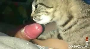 Guy fucking the cat very nicely luxuretv jpg x Guy fucks cat
