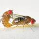 New study on fruit flies shows that male sexual attention harms attractive females - News