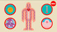 Bağışıklık Sistemi: Vücudun Savunma Kalkanı ile ilgili video