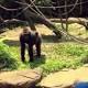 Was shooting a rare gorilla the only option for Cincinnati Zoo? 