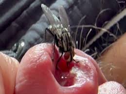 Weird dick guy lies outside with flies crawling on his cock jpg x Cocks out of flys