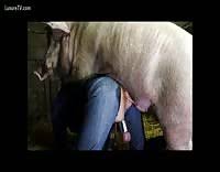 Pig fucks jpg x Pig fucks