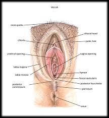 hymen child|Case of anterior glottic web with bilateral vocal cord cancers | BMJ Case  Reports