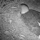 WATCH LIVE: Florida bald eagles await as eaglets expected to hatch soon - WABC