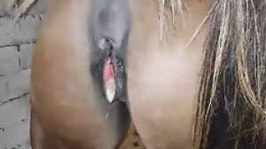 Perfect huge ass mare fucking man zoofilia porn jpg x Man fuck mare