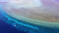 Les Fascinants Récifs Coralliens : Un Joyau Caché de la Vie Marine ile ilgili video