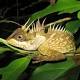 Rainbow snake, tiny frog among new Mekong species 