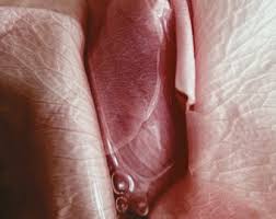 Vagina humeda jpg x Vagina humeda